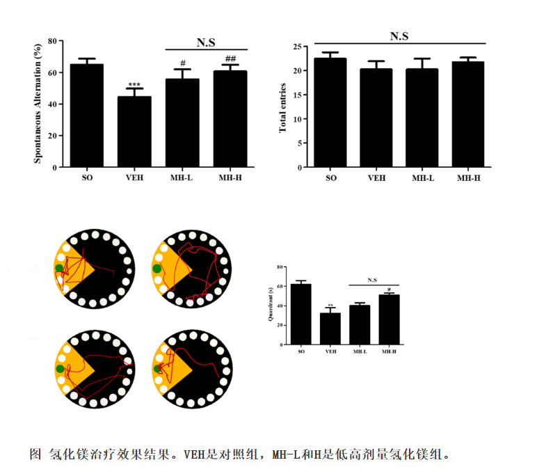 氢镁释氢预防血管性痴呆的研究