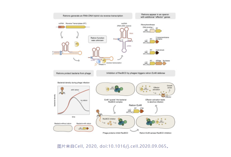 Cell：重磅！揭示反转子是细菌免疫系统的“门卫”，确保细菌在病毒感