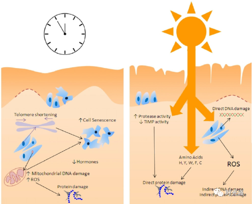 疯狂拉扯你皮肤老化进度条的“三兄弟”—氧化、炎症、糖化