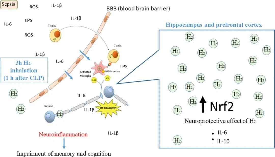 吸氢对脓毒症脑损伤的治疗作用［巴西］