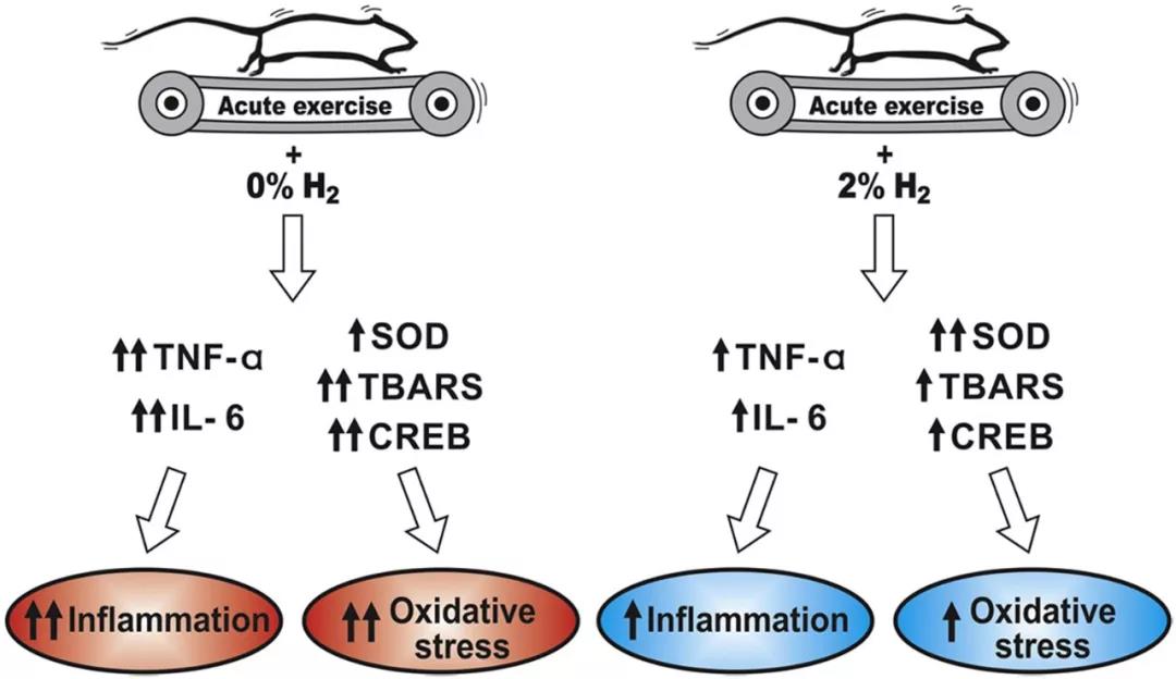 氢气吸入或是运动锻炼的理想伴侣